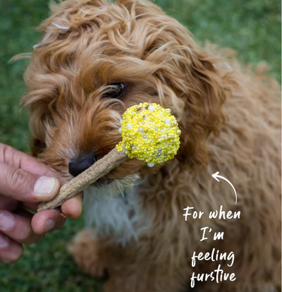 Kazoo Treat Dog Fun Cake Pop Yellow