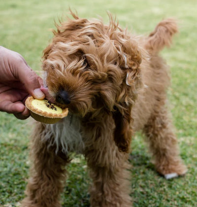 Kazoo Treat Dog Fun Pawty Custard Tart