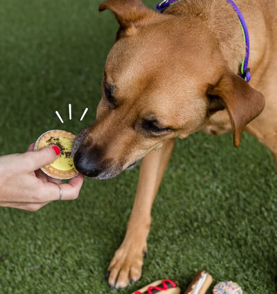 Kazoo Treat Dog Fun Pawty Custard Tart