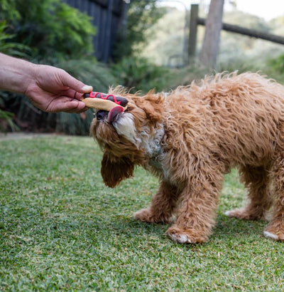 Kazoo Treat Dog Fun Pawty Hot Dog