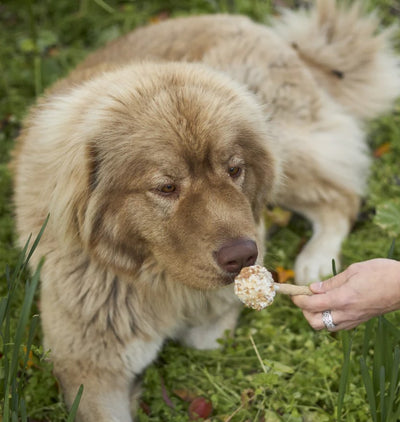 Kazoo Treat Dog Fun Meaty Pop Chicken