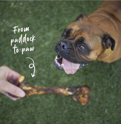 Kazoo Treat Dog Prime Cuts Pork Bone 1piece