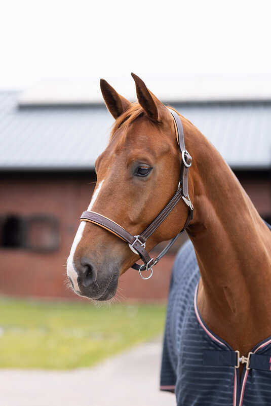 Headstall Leather Physical Sophistication Brown [:pony]