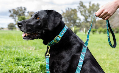 Anipal Dog Collar Kylo The Koala-Dog Collars & Leads-Ascot Saddlery