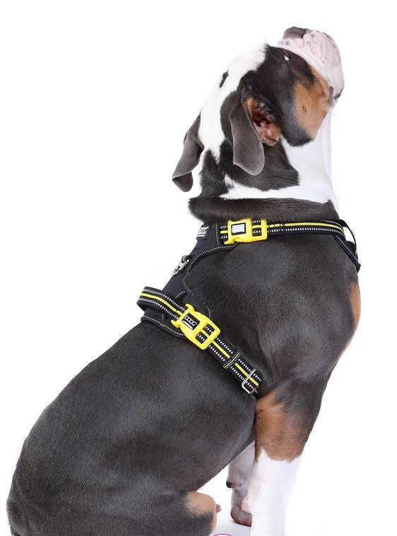 Doog Dog Harness Neotech Neon Bolt-Dog Collars & Leads-Ascot Saddlery