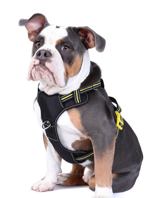 Doog Dog Harness Neotech Neon Bolt-Dog Collars & Leads-Ascot Saddlery