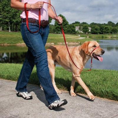 Easy Walk Headcollar Black-Dog Collars & Leads-Ascot Saddlery