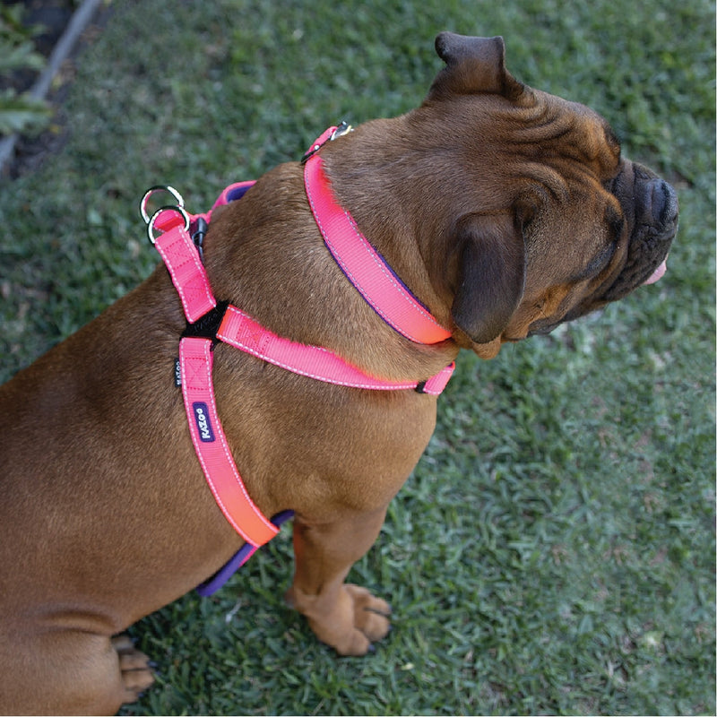 Kazoo Dog Collar Active Bloom Burst-Dog Collars & Leads-Ascot Saddlery