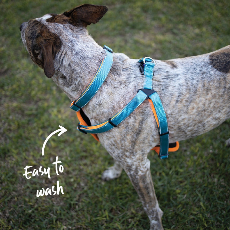 Kazoo Dog Harness Active Ocean Sunrise-Dog Collars & Leads-Ascot Saddlery