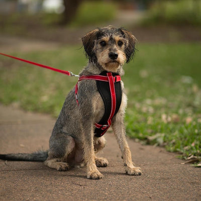 Kazoo Dog Harness Classic Red-Dog Collars & Leads-Ascot Saddlery