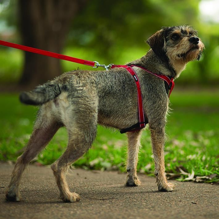 Kazoo Dog Harness Classic Red-Dog Collars & Leads-Ascot Saddlery