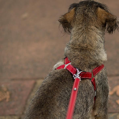 Kazoo Dog Harness Classic Red-Dog Collars & Leads-Ascot Saddlery