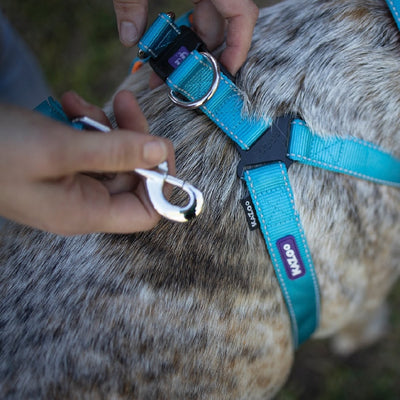 Kazoo Dog Leash Active Ocean Sunrise 1200mm-Dog Collars & Leads-Ascot Saddlery