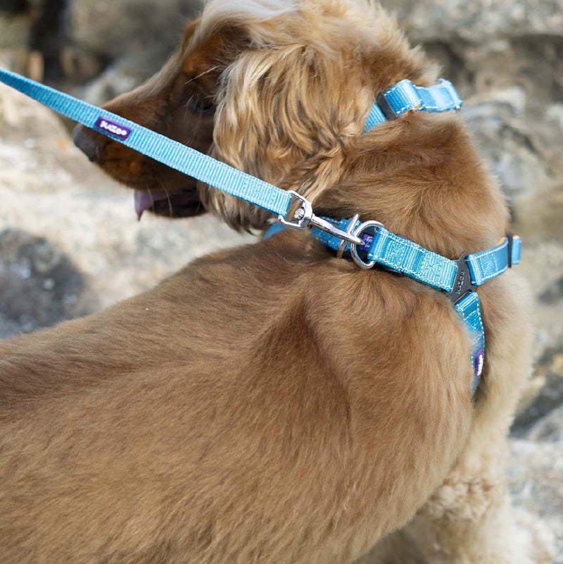 Kazoo Dog Leash Active Ocean Sunrise 1200mm-Dog Collars & Leads-Ascot Saddlery