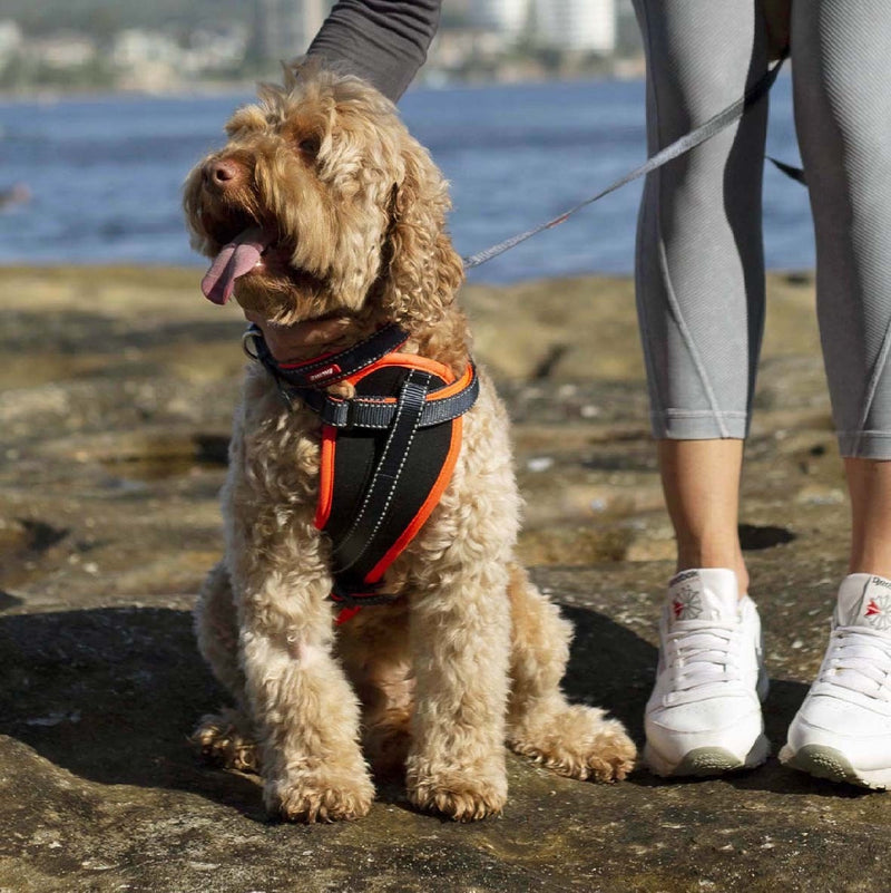 Kazoo Dog Leash Active Slate & Orange 1800mm-Dog Collars & Leads-Ascot Saddlery