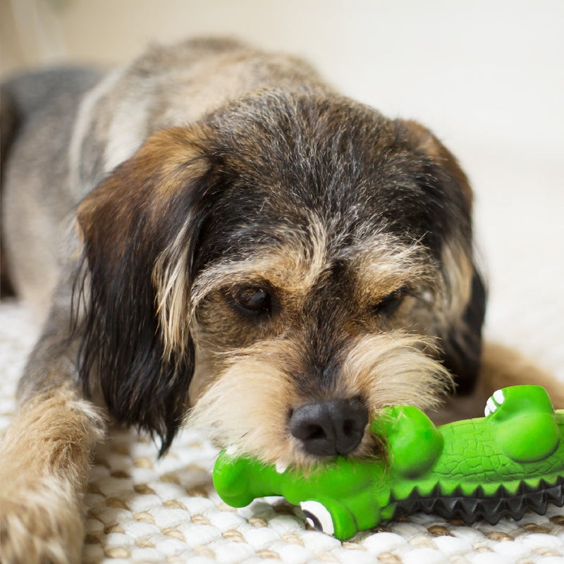 Kazoo Dog Toy Latex Crocodile-Dog Toys-Ascot Saddlery