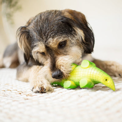 Kazoo Dog Toy Latex Crocodile-Dog Toys-Ascot Saddlery