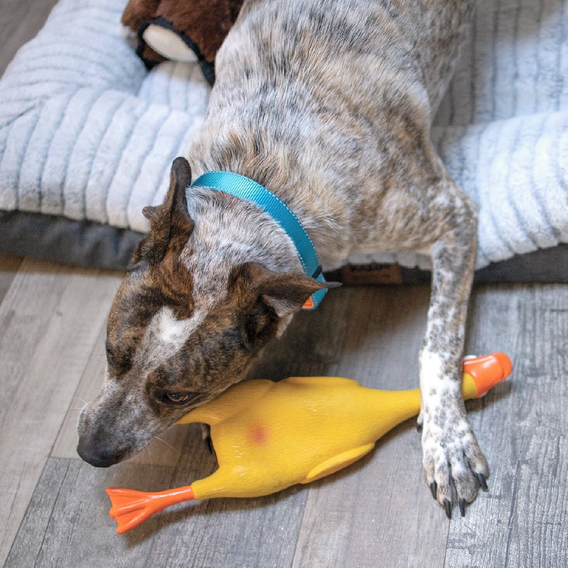 Kazoo Dog Toy Latex Duck-Dog Toys-Ascot Saddlery