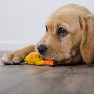 Kazoo Dog Toy Latex Duck-Dog Toys-Ascot Saddlery