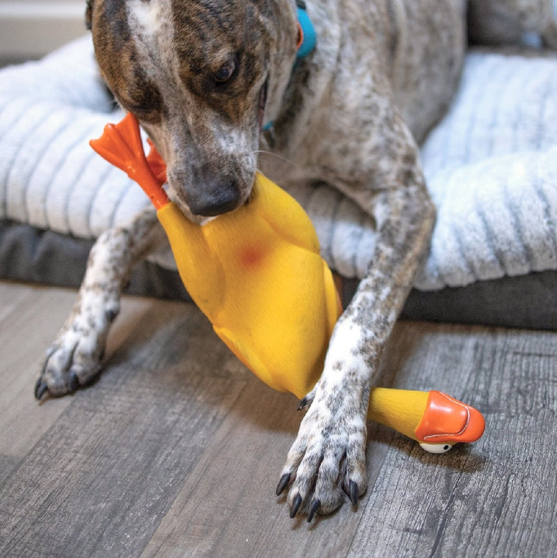 Kazoo Dog Toy Latex Duck-Dog Toys-Ascot Saddlery