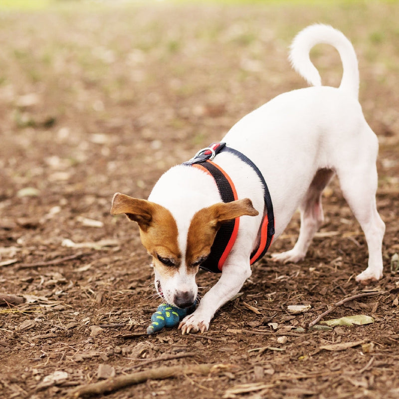 Kazoo Dog Toy Latex Snake-Dog Toys-Ascot Saddlery