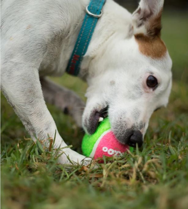 Kazoo Dog Toy Tennis Ball Suits Thrower Medium-Dog Toys-Ascot Saddlery