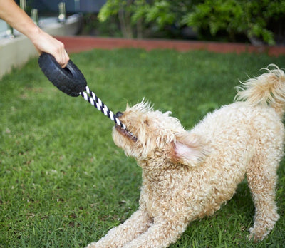 Kazoo Dog Toy Toothy Tug Tyre Large-Dog Toys-Ascot Saddlery