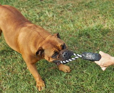 Kazoo Dog Toy Toothy Tug Tyre Medium-Dog Toys-Ascot Saddlery