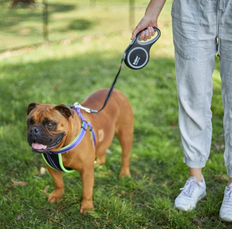 Kazoo Retractable Lead Large 5mt-Dog Collars & Leads-Ascot Saddlery