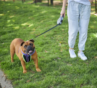 Kazoo Retractable Lead Large 5mt-Dog Collars & Leads-Ascot Saddlery