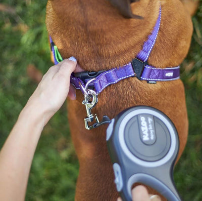 Kazoo Retractable Lead Large 5mt-Dog Collars & Leads-Ascot Saddlery