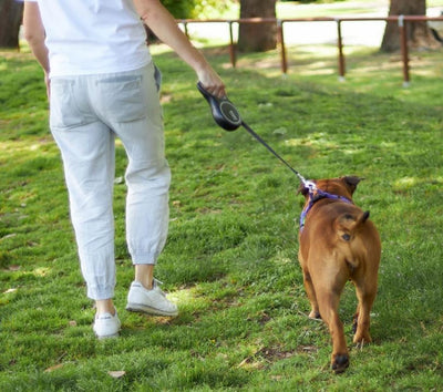 Kazoo Retractable Lead Large 8mt-Dog Collars & Leads-Ascot Saddlery