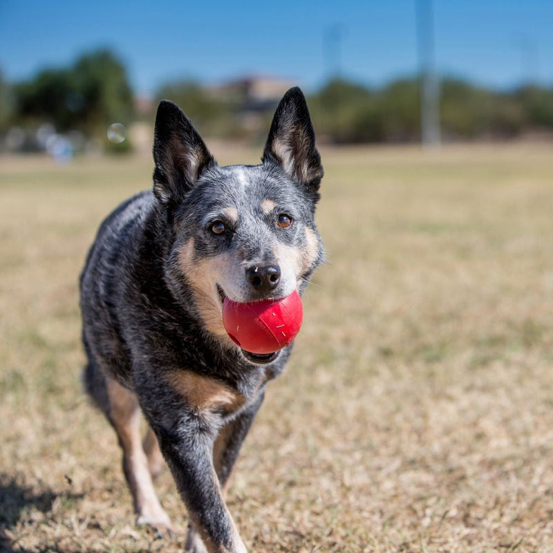 Kong Dog Toy Ball-Dog Toys-Ascot Saddlery