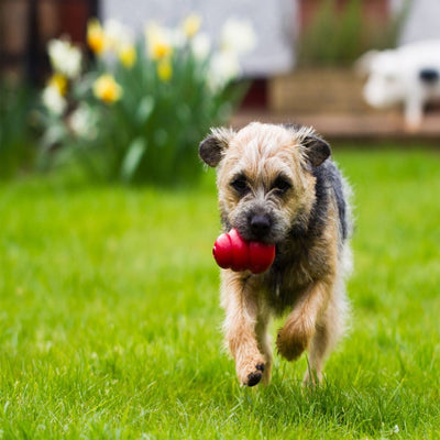 Kong Dog Toy Classic Red-Dog Toys-Ascot Saddlery