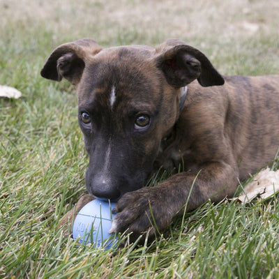 Kong Dog Toy Puppy Ball With Hole-Dog Toys-Ascot Saddlery