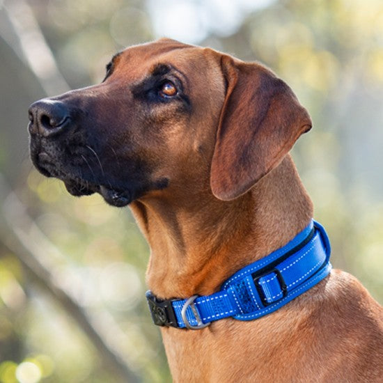 Rogz Classic Dog Collar Padded Blue-Dog Collars & Leads-Ascot Saddlery