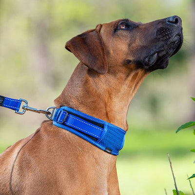 Rogz Classic Dog Collar Padded Blue-Dog Collars & Leads-Ascot Saddlery