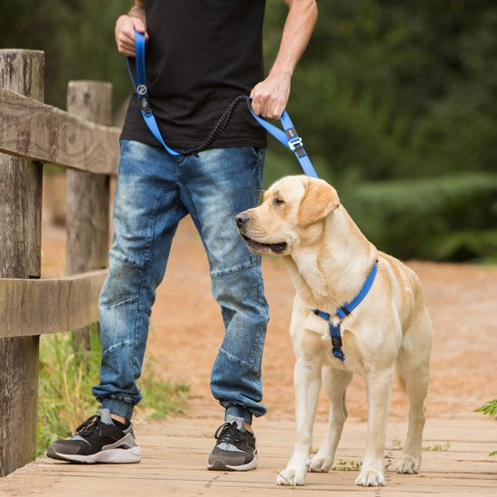 Rogz Control Dog Leash Blue-Dog Collars & Leads-Ascot Saddlery