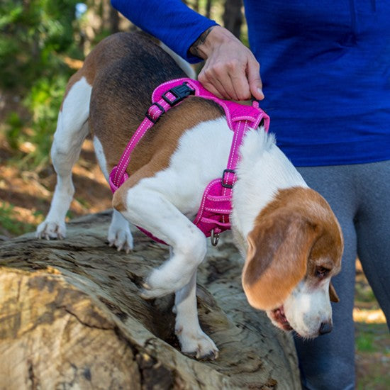 Rogz Dog Explore Harness Red-Dog Collars & Leads-Ascot Saddlery