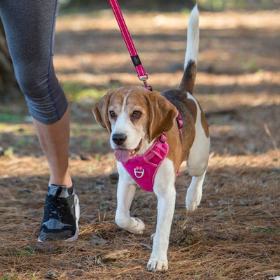 Rogz Dog Explore Harness Red-Dog Collars & Leads-Ascot Saddlery