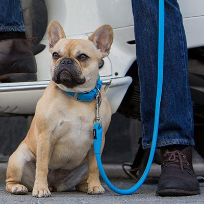 Rogz Dog Leash Leather Lime-Dog Collars & Leads-Ascot Saddlery