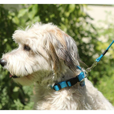 Rogz Dog Leash Utility Blue-Dog Collars & Leads-Ascot Saddlery