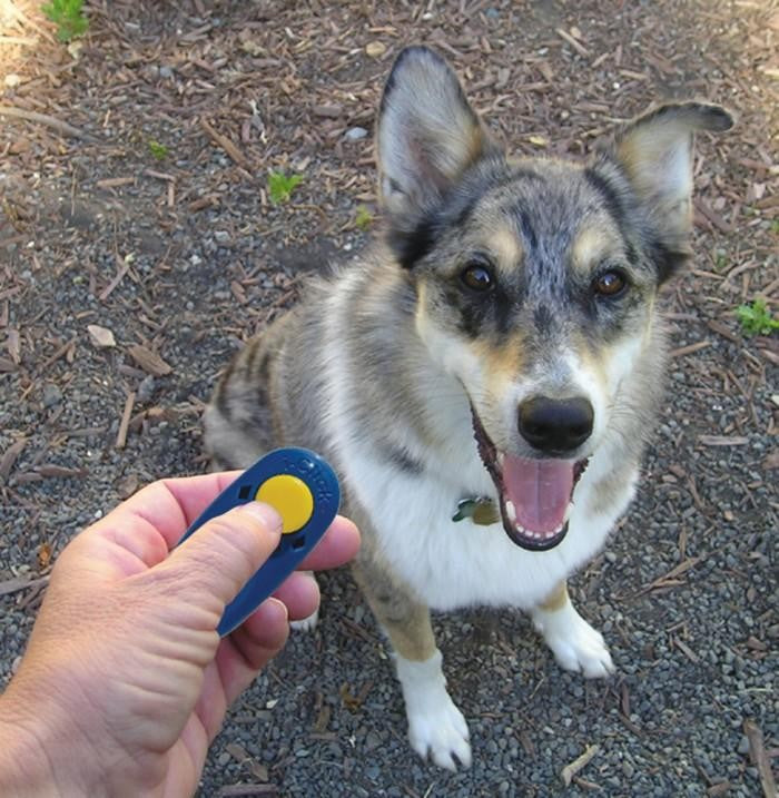 Training Clicker Karen Pryor I-click-Dog Accessories-Ascot Saddlery