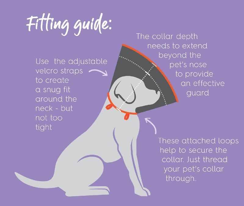 Vet Collar Comfy-Dog Accessories-Ascot Saddlery